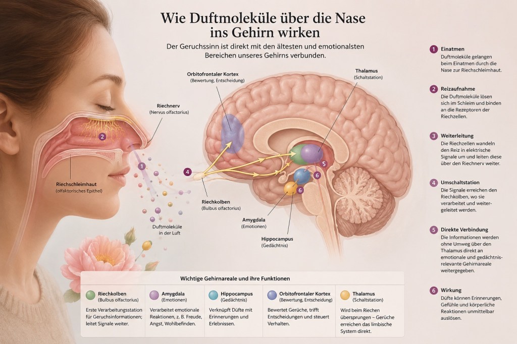 schematische Darstellung wie Duftmoleküle ins Gehirn gelangen und wo sie im Gehirn verarbeitet werden.